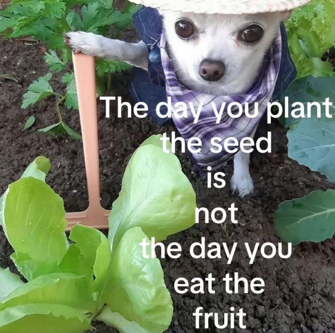 farmerdog